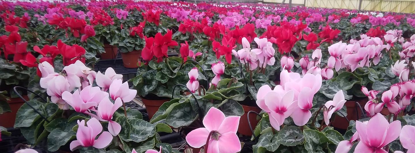 Greenhouse of pink, fuchsia and red cyclamen in flower
