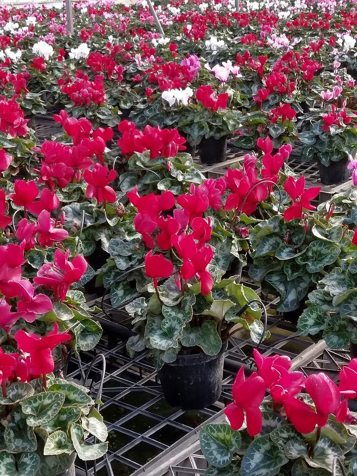 Red and fuchsia cyclamen in pots on the greenhouse benches