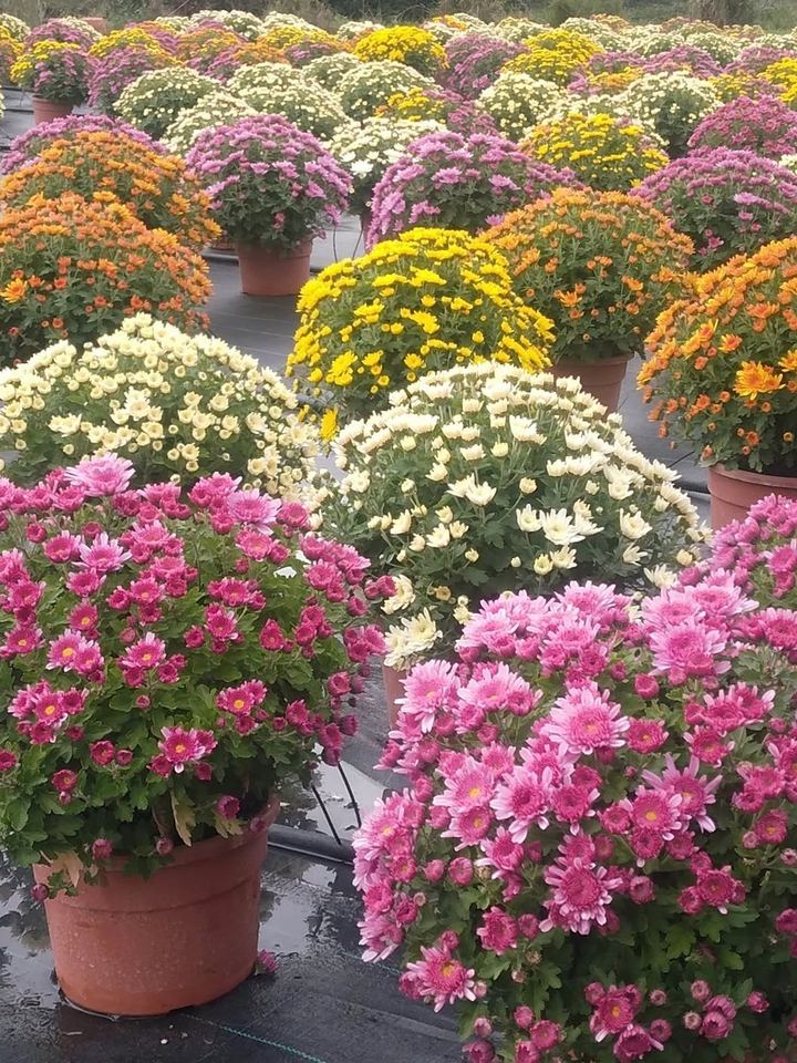 Rows of cushion chrysanthemums in pots