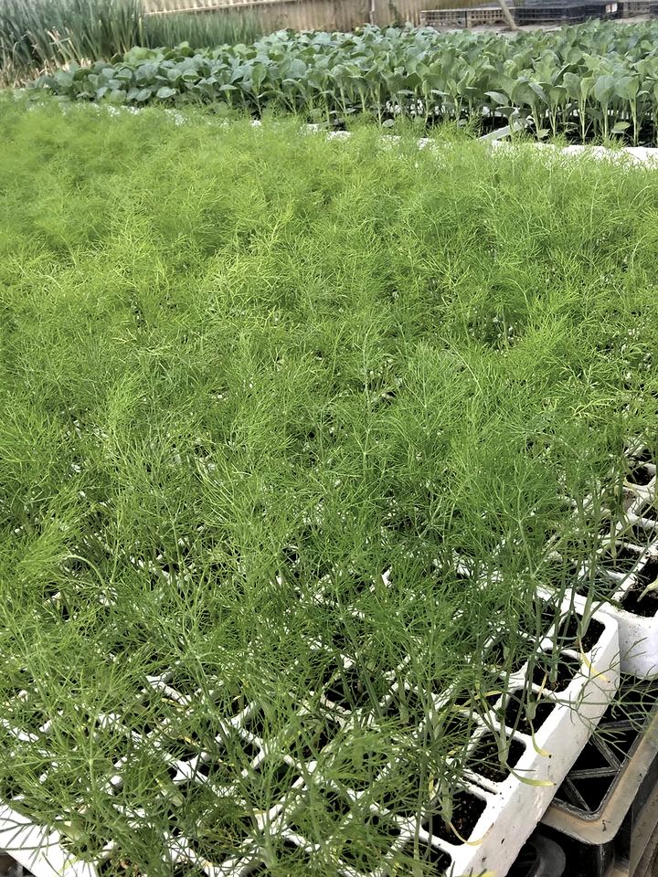 Fennel seedlings in trays