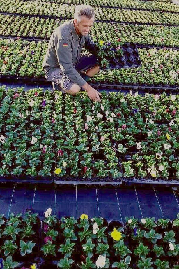 A nurseryman among trays of pansies