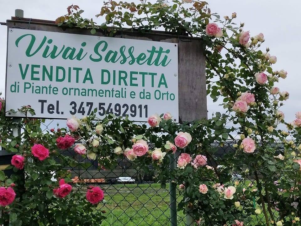 The Vivai Sassetti ‘Vendita diretta’ (direct sales) sign under the rose arch