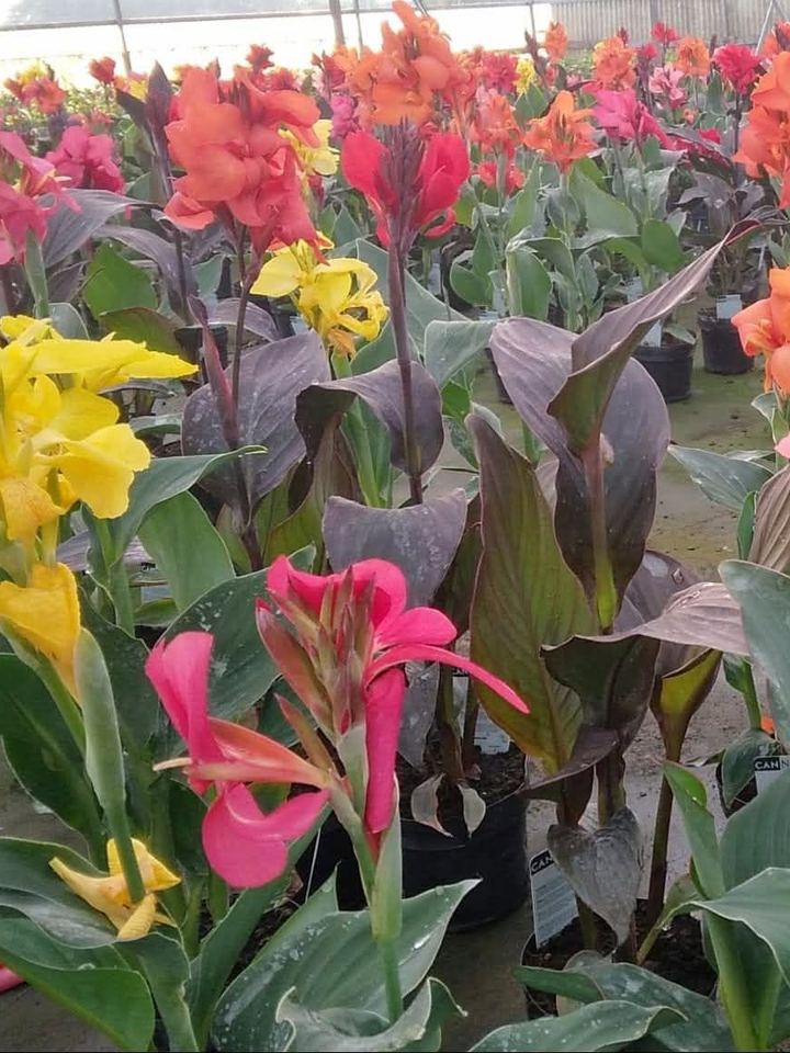 Yellow, pink and orange canna lilies in the greenhouse