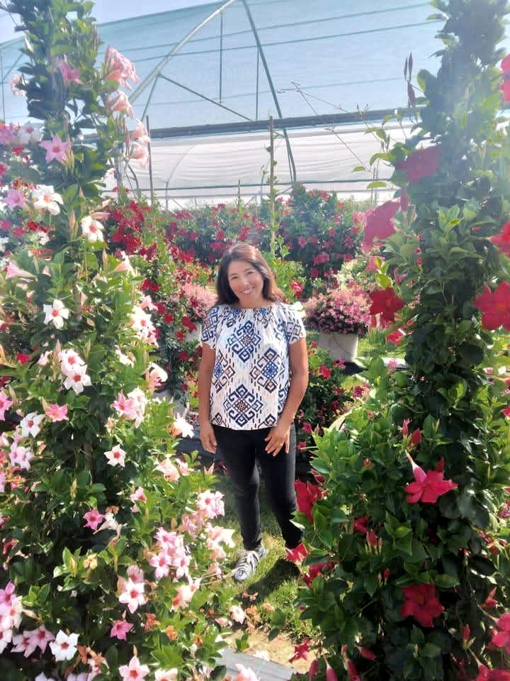 A grower in the greenhouse among pink, white and red mandevillas