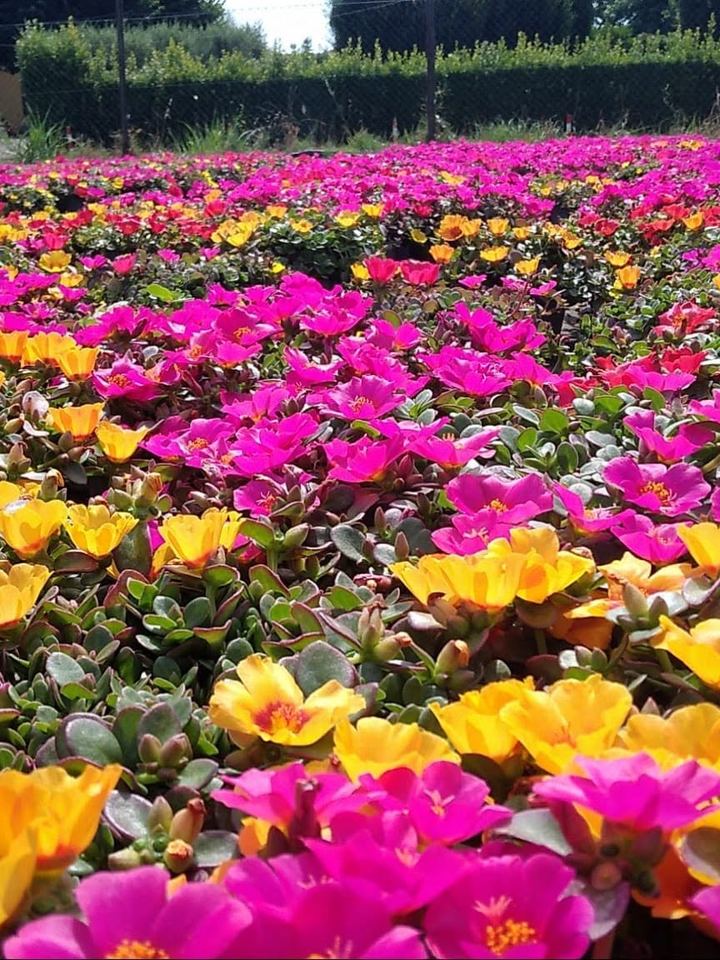 Yellow and fuchsia portulacas in flower