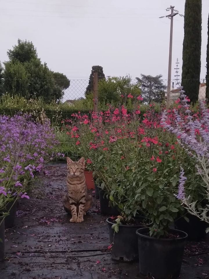 Red salvias, perovskia and nepeta in pots, with a cat on the path