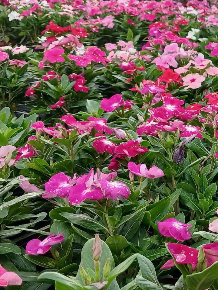 A carpet of vinca in flower, pink, white and fuchsia