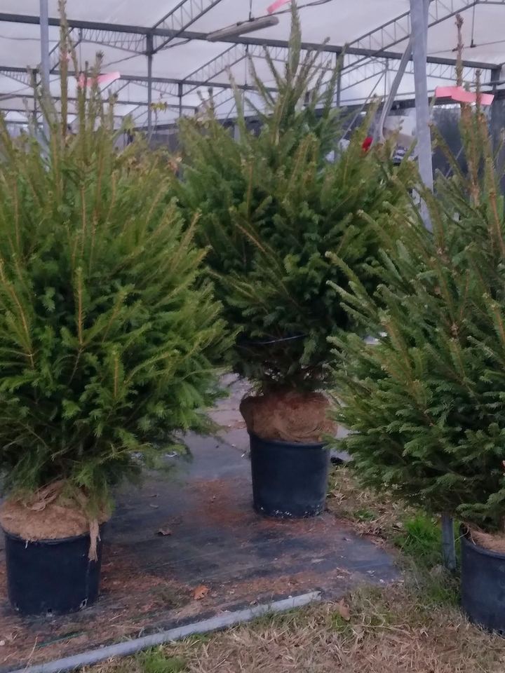 Root-balled Christmas trees in the greenhouse