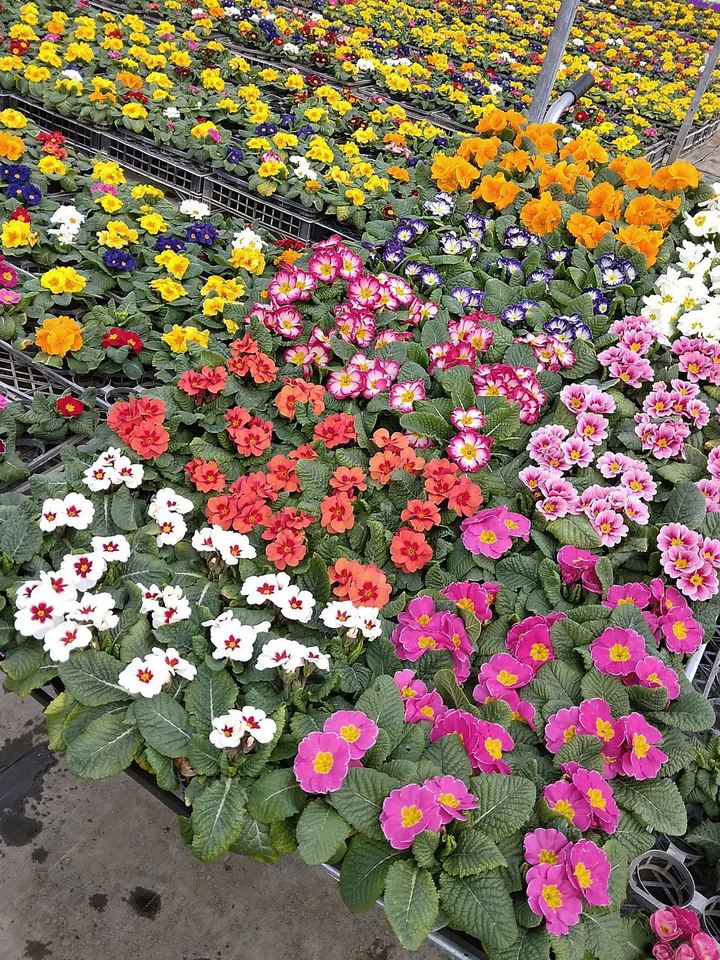 Primroses in many colours on the benches
