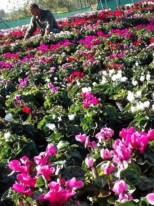 A nurseryman among the cyclamen in the greenhouse