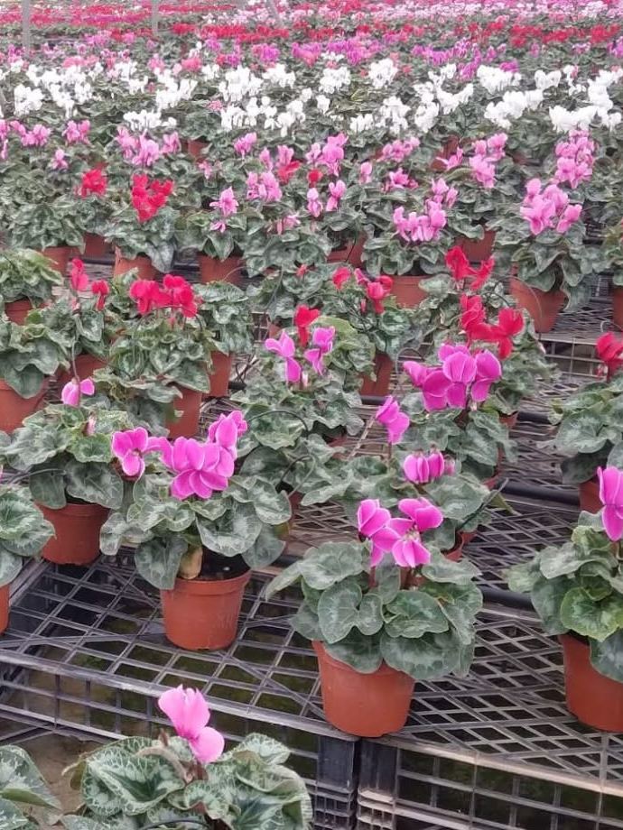 Greenhouse of red, pink and white cyclamen in pots on the benches
