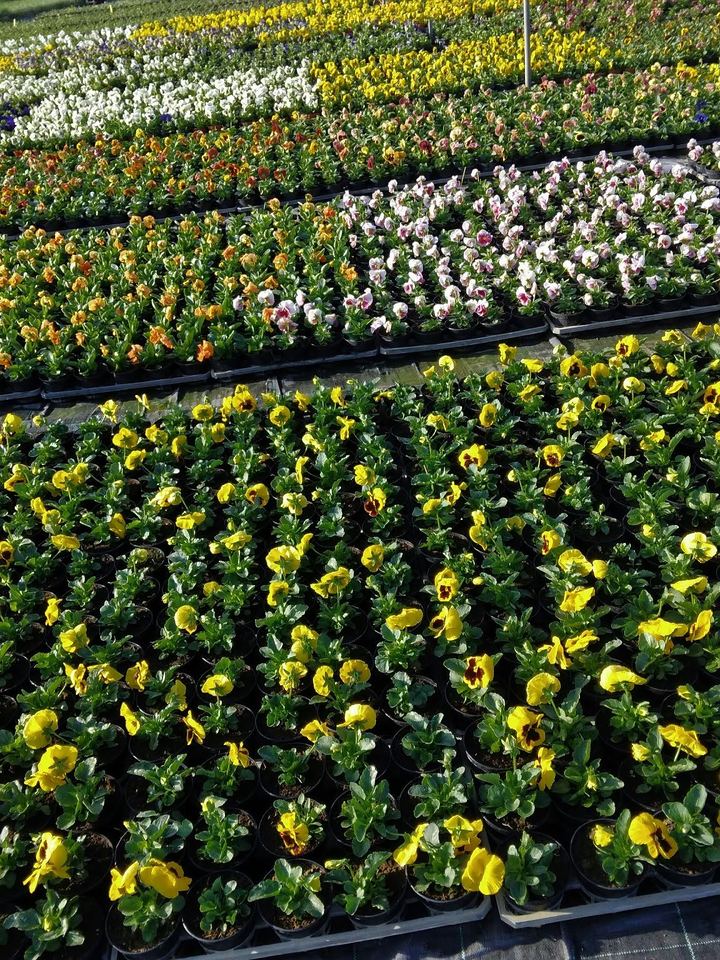 Pansies in trays