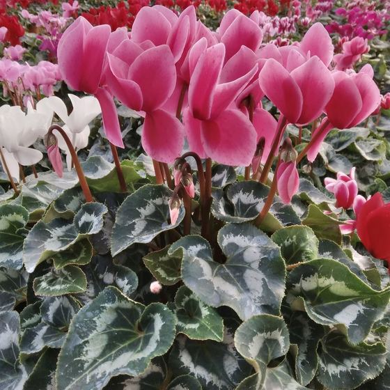 Pink, red and white cyclamen with marbled leaves