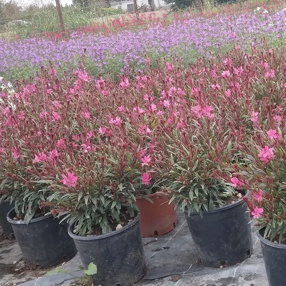 Pink gaura and lavender in pots