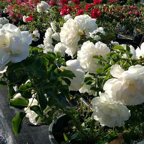Double white roses in pots