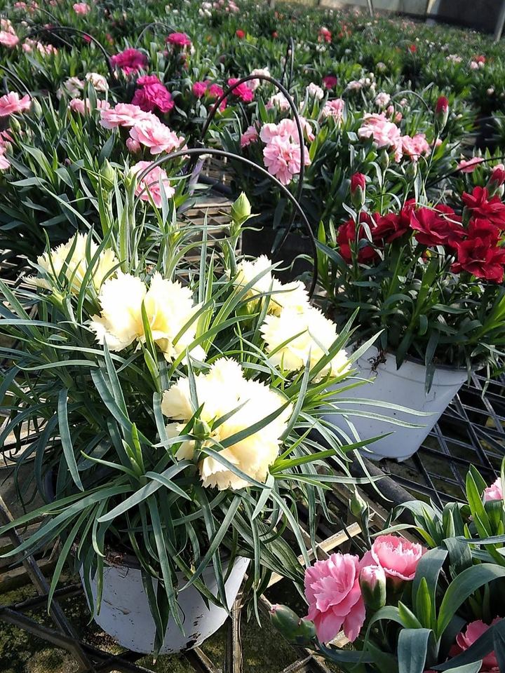 White and pink carnations in pots