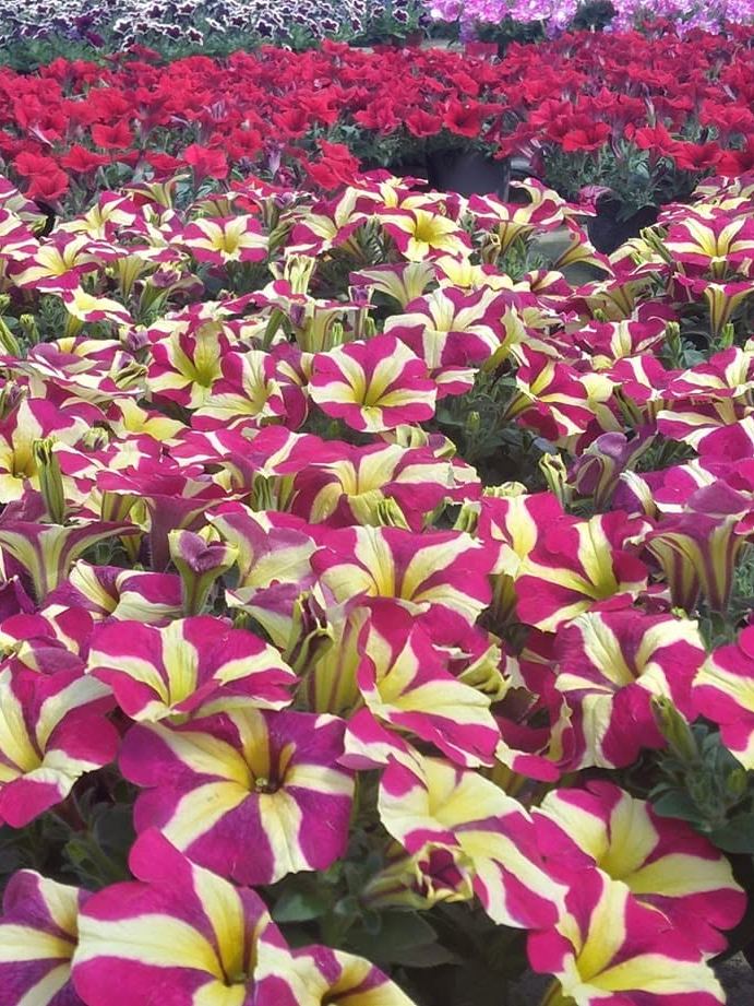 Star-patterned fuchsia and cream petunias