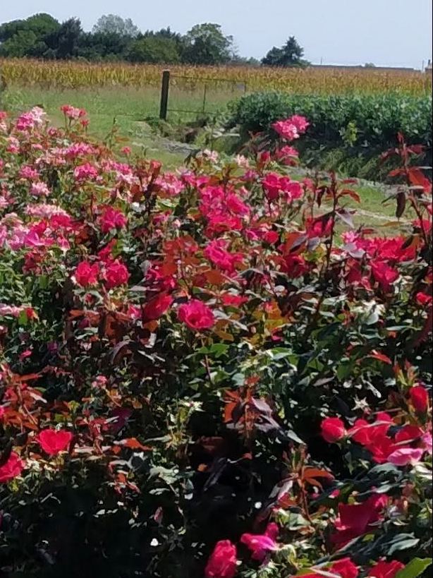 Red rose bushes in flower