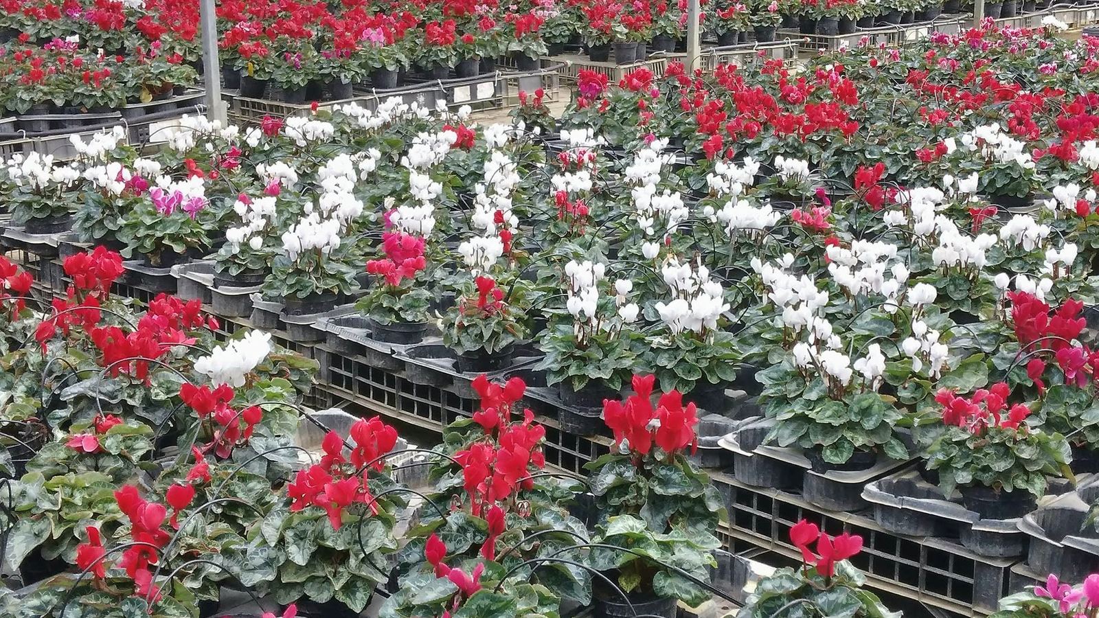 Production greenhouse with rows of cyclamen on the benches