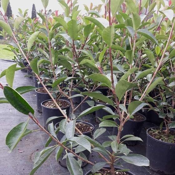 Potted photinias with green and red leaves