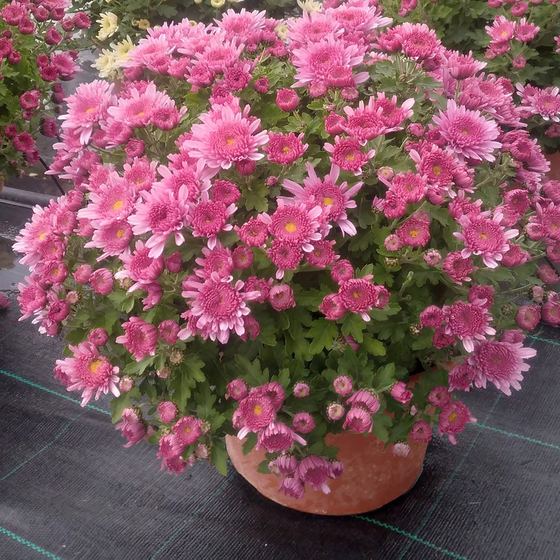 Pink cushion chrysanthemum in a pot