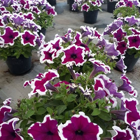 Purple petunias edged with white, in pots