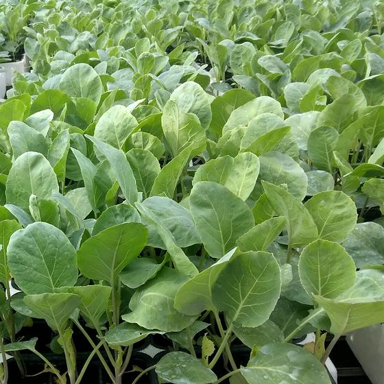 Cabbage seedlings in trays in the greenhouse